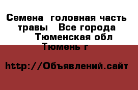 Семена (головная часть))) травы - Все города  »    . Тюменская обл.,Тюмень г.